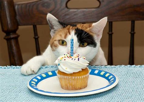 Happy Birthday To Me Cat Birthday Cards Funny Cat Birthday Card