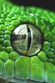 wavemotions: Snake eye closeup by Henrik Vind | Animal Kingdom ...