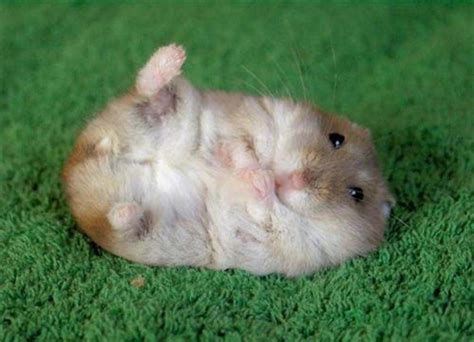 100 Cute Hamster Pictures