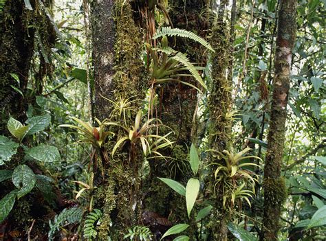 Bromeliads Growing On Trees In Rainforest Stock Image B5370011