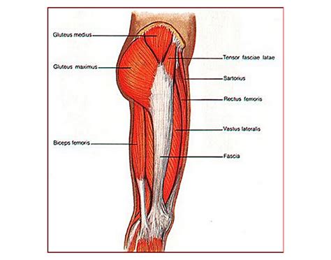 The thigh muscles don't just move your legs. Lateral View of Upper Leg Muscles - PurposeGames