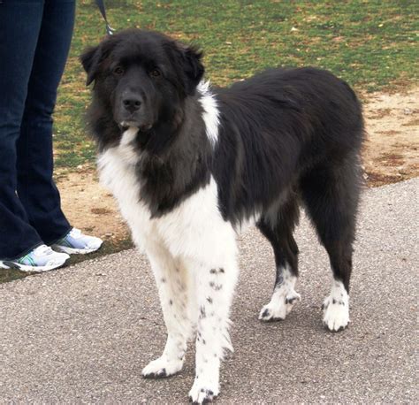 Pyr Mixed With Great Pyrenees Dogs Animals