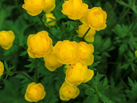 What Are Globeflowers Information About Trollius Globeflower Plants