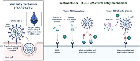 Frontiers Sars Cov 2 Recent Variants And Clinical Efficacy Of