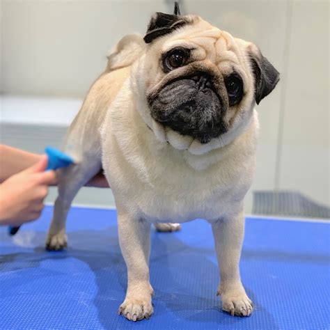 Pet Pavilion Grooming Battersea London — Instadoggo