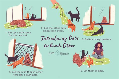 How To Introduce Your Cat To A New Cat