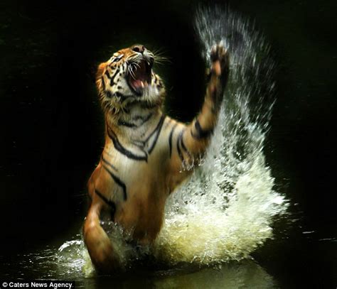 Dont Play With Your Food Bengal Tiger Entertains At