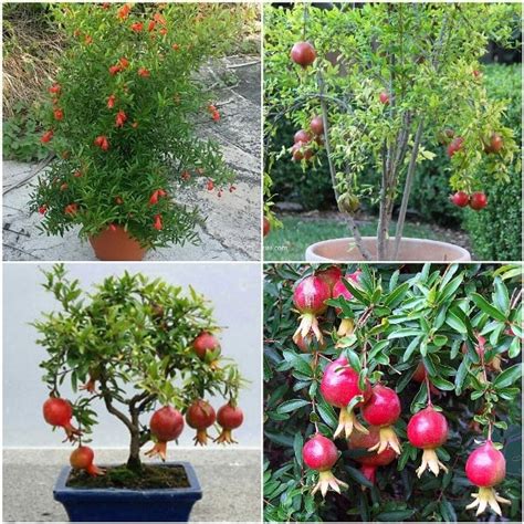 How To Prune A Pomegranate Tree In A Pot Jerold Maupin