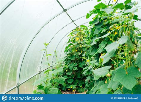 Growing Cucumbers In A Greenhouse Edible Plants In The Home Garden