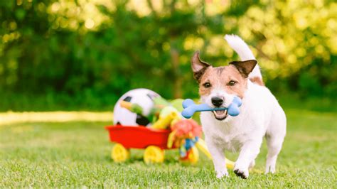 Os 10 Melhores Brinquedos Para Manter Seu Cachorro Entretido