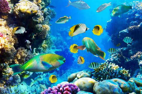 Tropical Fish On A Coral Reef Jigsaw Puzzle In Under The Sea Puzzles On