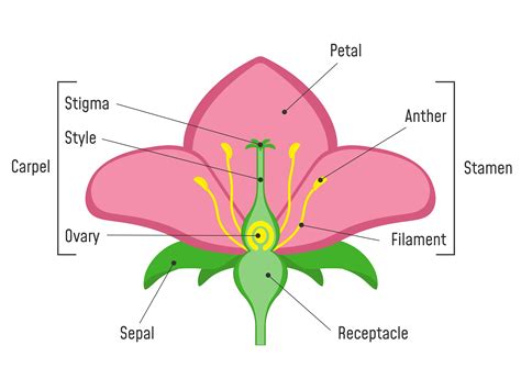 Floral Diagram Ericvisser