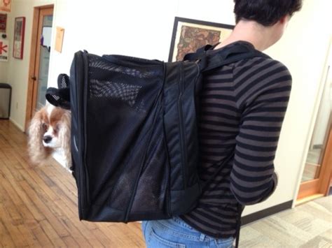 Backpack Carrier For A Larger Small Dog Petegos Pet At Work Travel