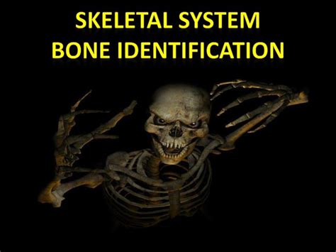 Ppt Skeletal System Bone Identification Powerpoint Presentation Free