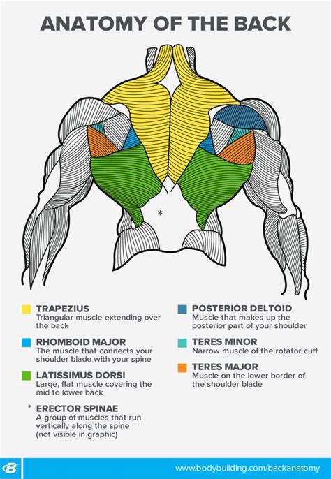 Back Workouts For Women 4 Ways To Build Your Back By Design Human