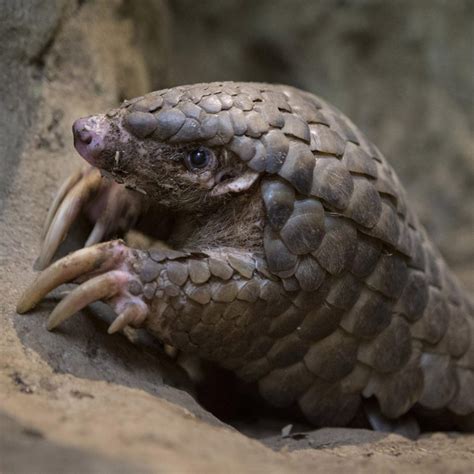 Chinese Pangolin Endangered Wildlife