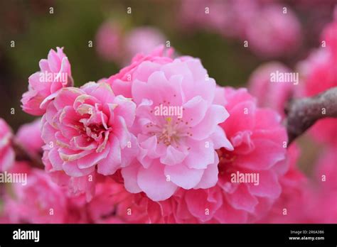 Embrace nature's serenity with this enchanting photo of pink flowers