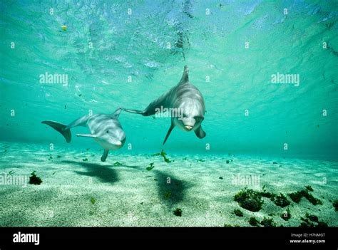 Bottlenose Dolphin Tursiops Truncatus Pair Underwater Hawaii Stock