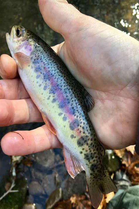 Growing Up At Watoga Fishing For Wild Rainbow Trout