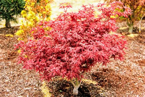 Acer Palmatum Rhode Island Red Japanese Maple Conifer Kingdom