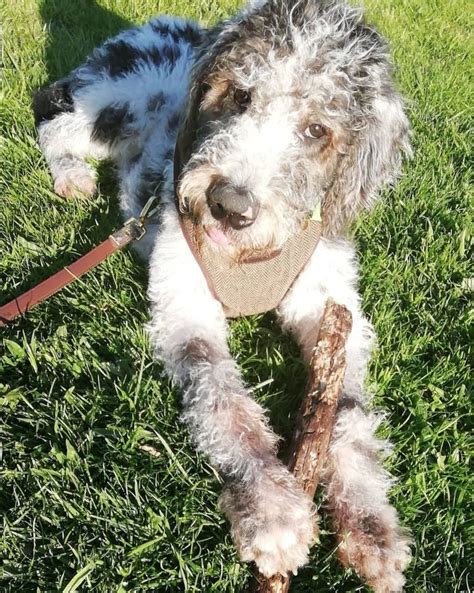 Great danoodle (great dane poodle mix) information: Archer a 4 month old great danoodle puppy. | Great danoodle, Puppies, Family pet