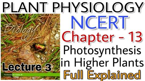 NCERT Ch 13 Photosynthesis In Higher Plants Class XI Plant Physiology