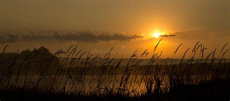 Lake At Sunset Coastal Grass And Trees Light Of The Sunset Above The