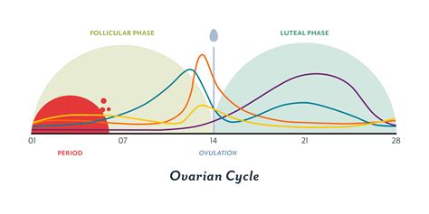 Phases Of The Ovarian Cycle Slideshare