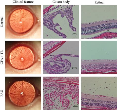 Clinical And Histopathological Characterizations Of Rat Eyes And