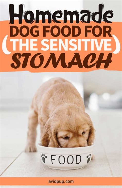 Homemade Dog Food For The Sensitive Stomach 7 Easy Recipes Avid Pup