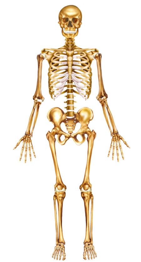 Anatomical Position Cartoon