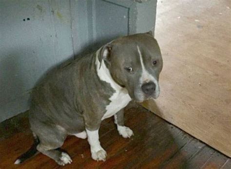 Pit Bulls Left To Die In A Filthy Home Wag Their Tails When They See