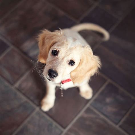 Our goal is to have 10,000 monthly donors donating $5 a month, hence, the 10,000 paws movement. Everything You Need to Know About Adopting a Rescue Dog