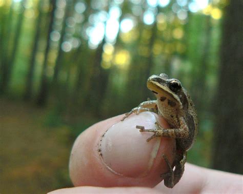 Southern chorus frogs generally live in pinelands or pine savannas where there is sandy soil to burrow into. Nature Canada - Canada's 7 Species of Treefrogs