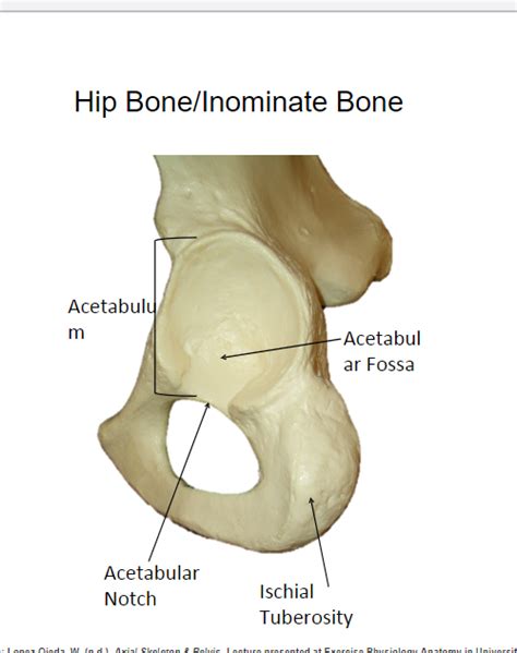 Hip Bone Diagram Quizlet
