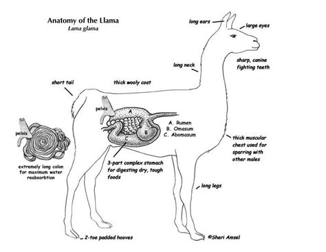 Being an herbivore, camels also eat many other forms of vegetation, including grasses. gjsmsvirtualzoo licensed for non-commercial use only / Llama
