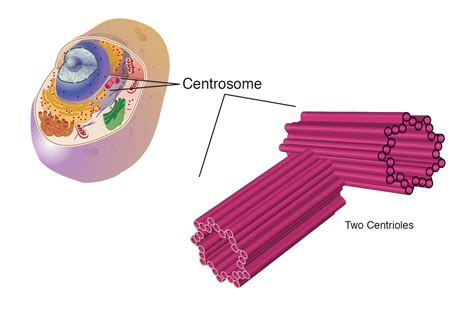 Centrosome