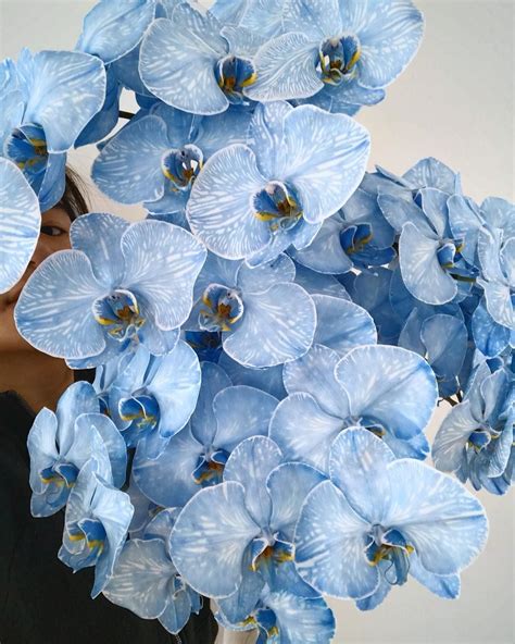 Blue Dyed Phalaenopsis Orchids Gorgeous Flowers Phalaenopsis Orchid