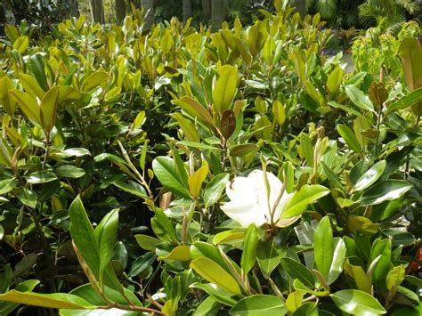 Best time to hard prune is. Magnolia Little Gem - Landsdale Plants