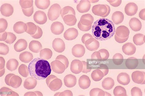 Lymphocyte Neutrophil White Blood Cells Human Blood High Res Stock