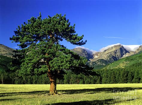 Pine Tree Rocky Mountain National Park Colorado Photograph By Kevin
