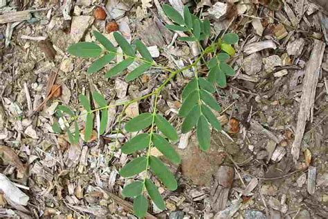 The flowers are bright yellow in colour, and up to 2.2 cm in diameter. Tipuana tipu