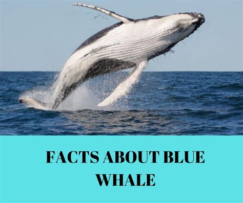 Facts About Blue Whale Remember Animals
