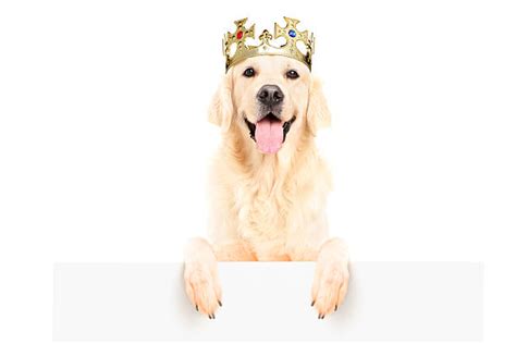 Best King Crown Stock Photos Pictures And Royalty Free Images Istock