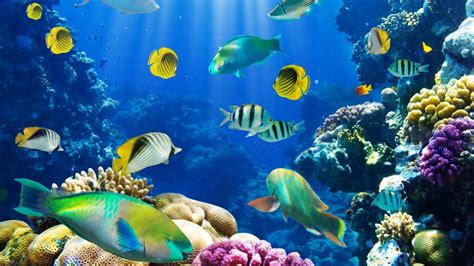 Underwater Fish Fishes Tropical Ocean Sea Reef Wallpaper