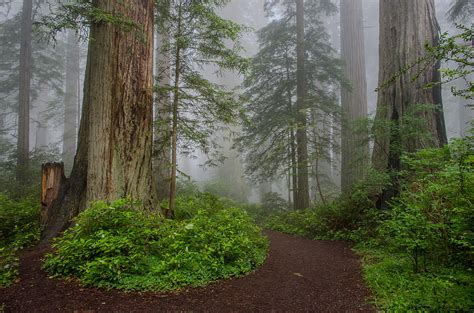 Redwoods Rising In Fog Photograph By Greg Nyquist