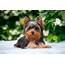 Three Things About Raising Yorkie Puppies  Furry Babies
