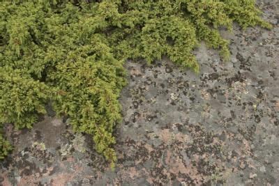 Moss is more active in the cooler. How to Remove Moss From Concrete | Hunker | Moss, Moss ...