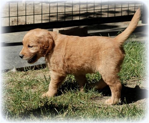 2 males and 4 females remaining from a litter of 8 puppies that are from akc registered parents and can also be registered with the akc. Pretty Golden Girl - Windy Knoll Golden Retrievers