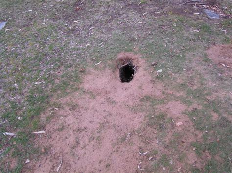 These burrows, also called dens, provide a cool area to sleep, a good location to store food and a safe place to have their pups. RED FOX DEN | This is the fox den in the local cemetery ...